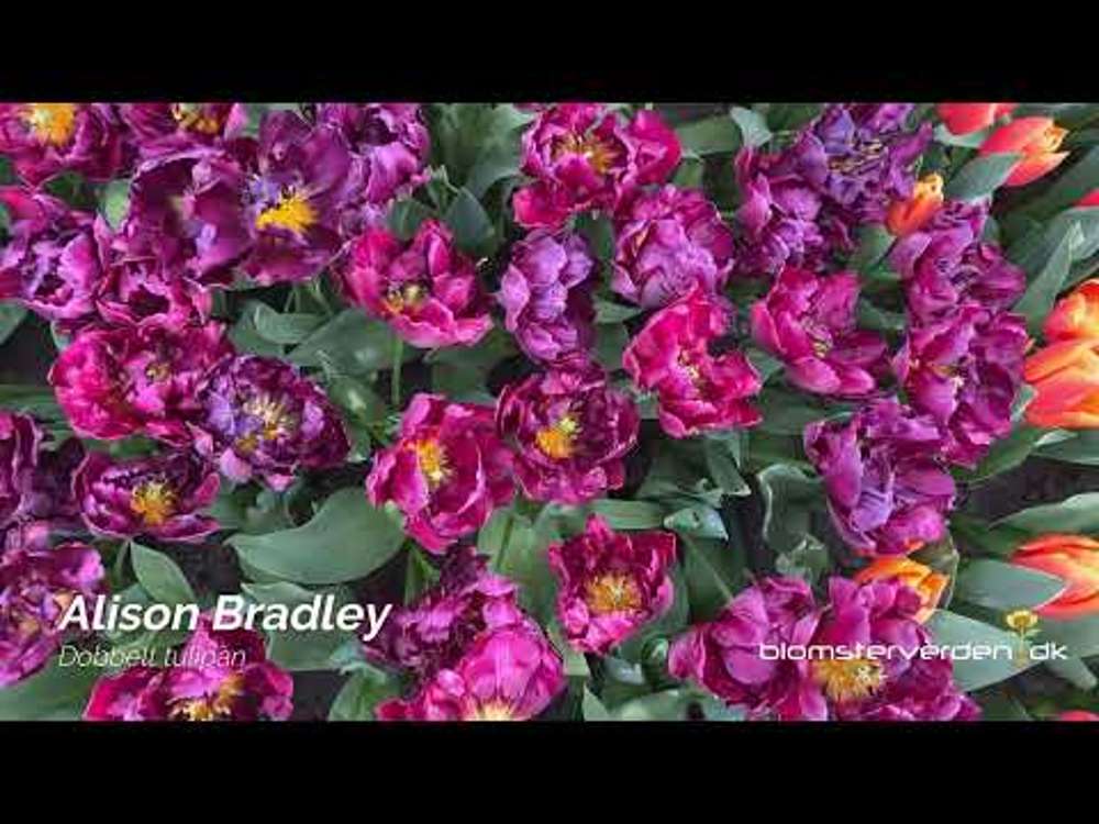 Tulipan 'Alison Bradley'