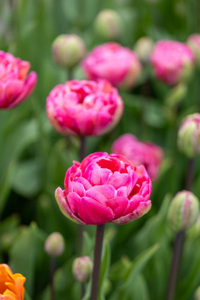 Tulipan 'Amazing Grace'