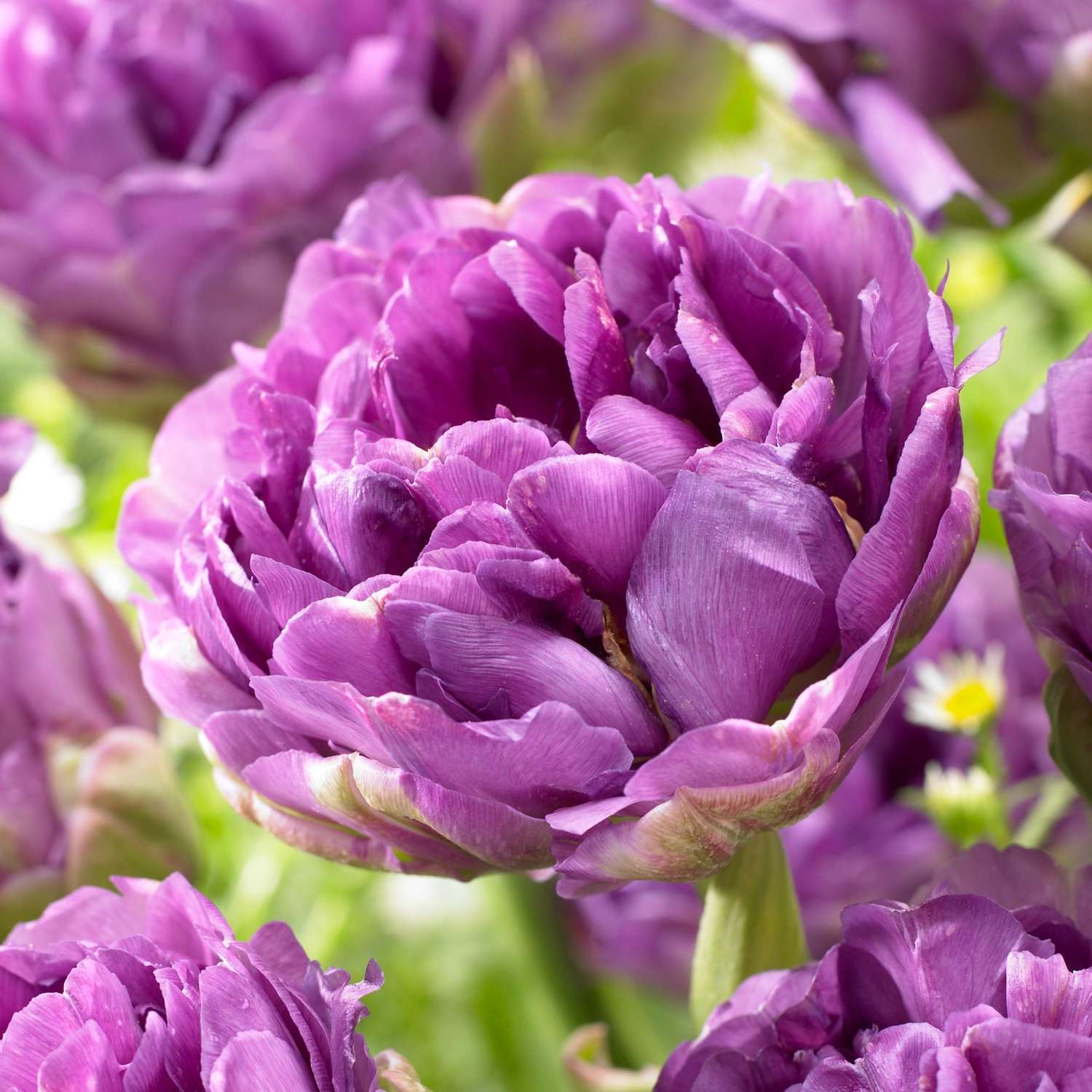 Tulipan 'Blue Wow'