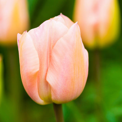 Tulipan 'Apricot Beauty'