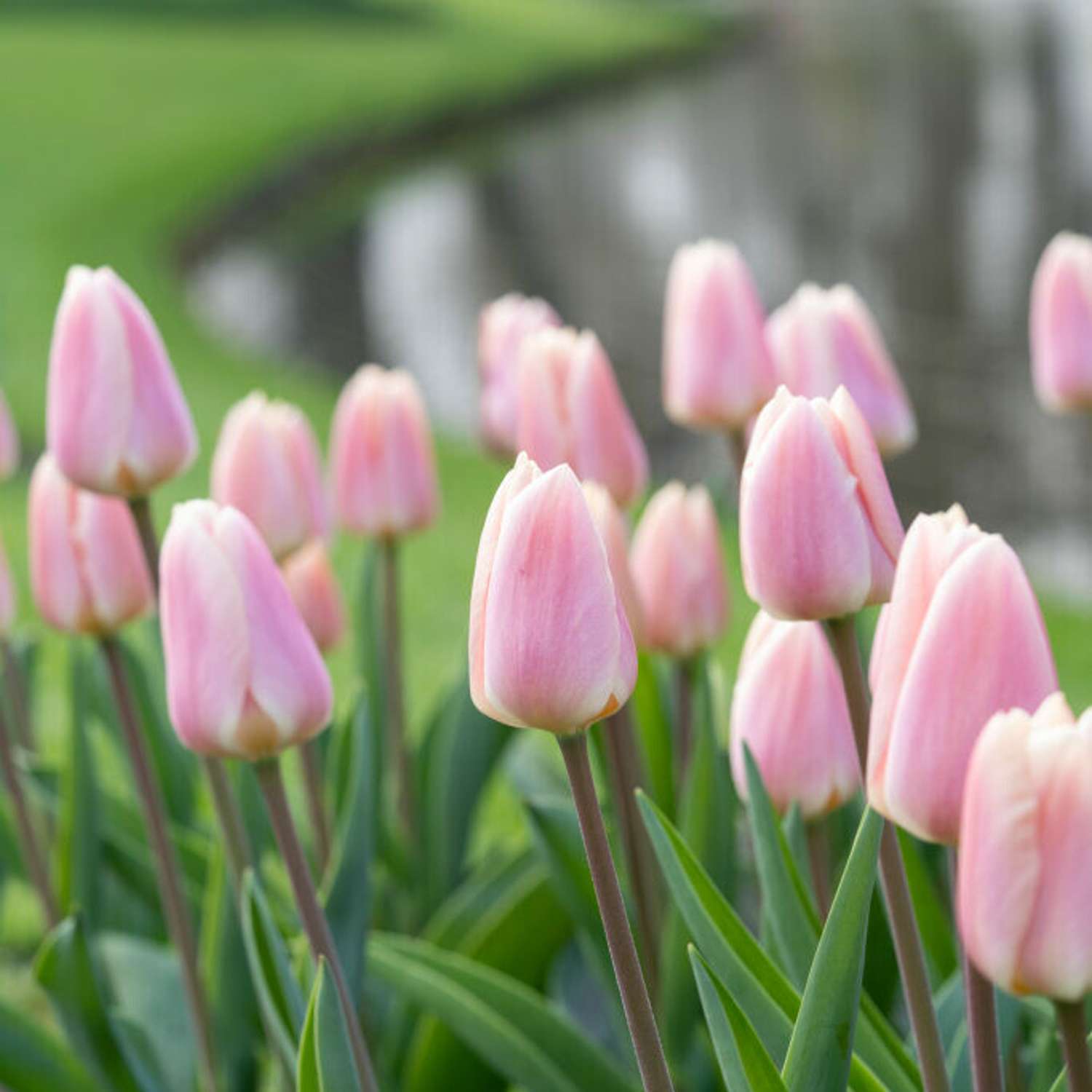 Tulipan 'Apricot Delight'