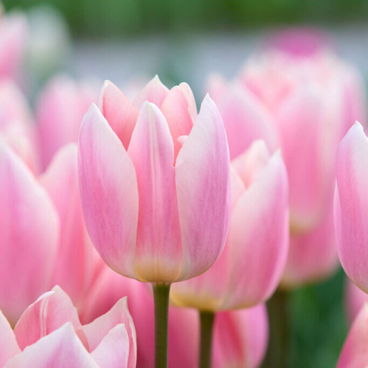 Tulipan 'Apricot Delight'