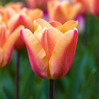 Tulipan 'Apricot Foxx'