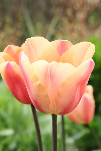 Tulipan 'Apricot Foxx'