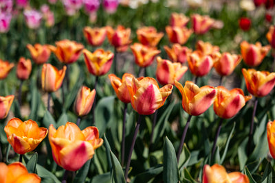 Tulipan 'Apricot Foxx'