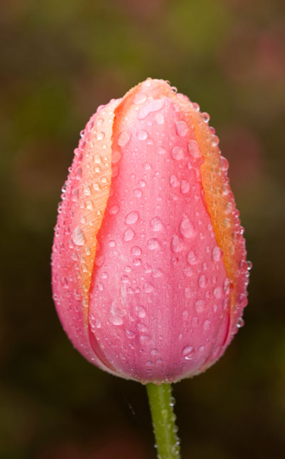 Tulipan 'Apricot Impression'