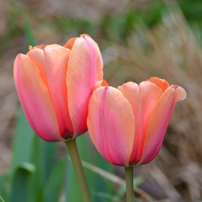 Tulipan 'Apricot Impression'