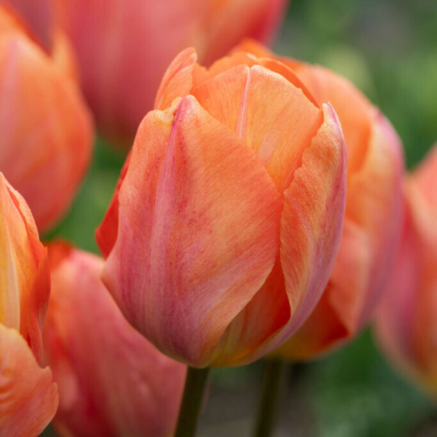 Tulipan 'Apricot van Eijk'