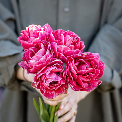 Tulipan 'Aveyron'