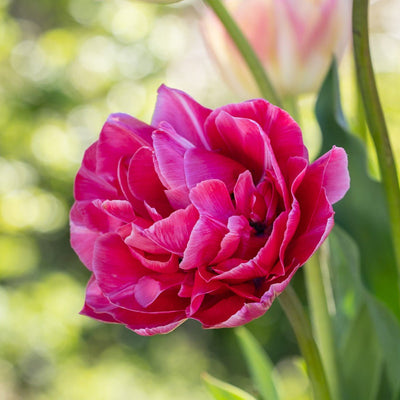 Tulipan 'Aveyron'