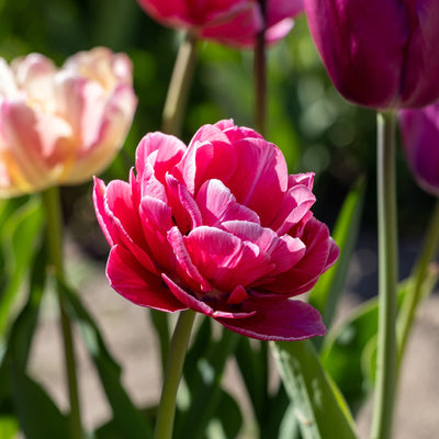 Tulipan 'Aveyron'