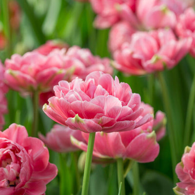 Tulipan 'Aveyron'