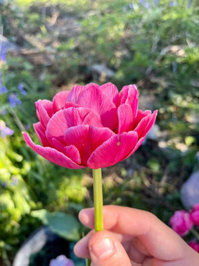 Tulipan 'Aveyron'