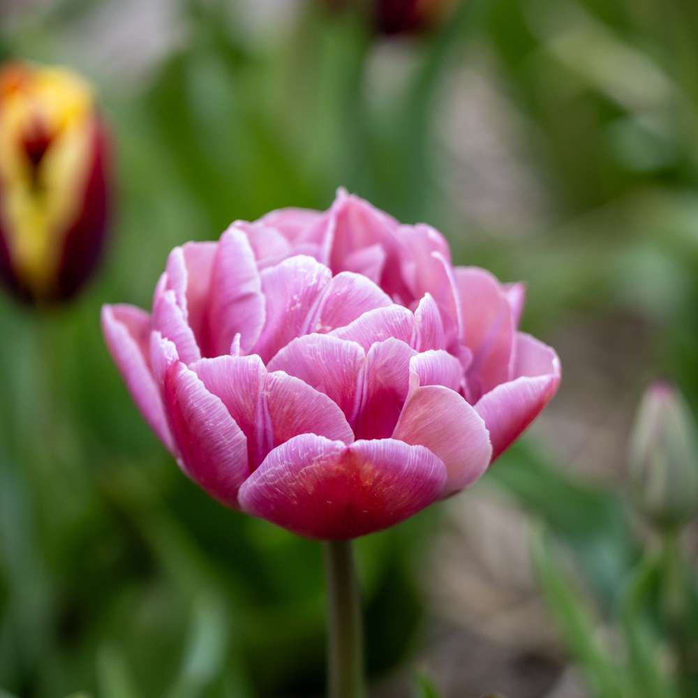 Tulipan 'Beachberry'
