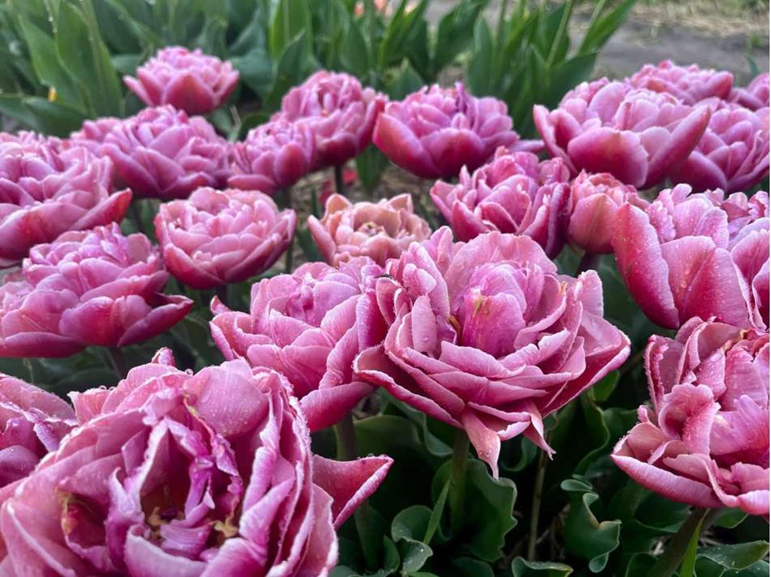 Tulipan 'Beachberry' (Storkøb) - 80 løg