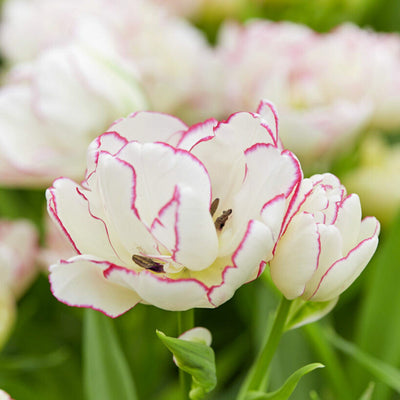 Tulipan 'Belicia'