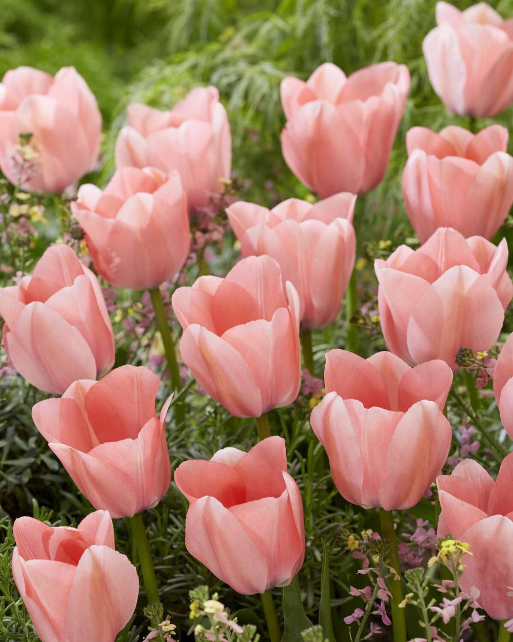 Tulipan 'Bella Blush'
