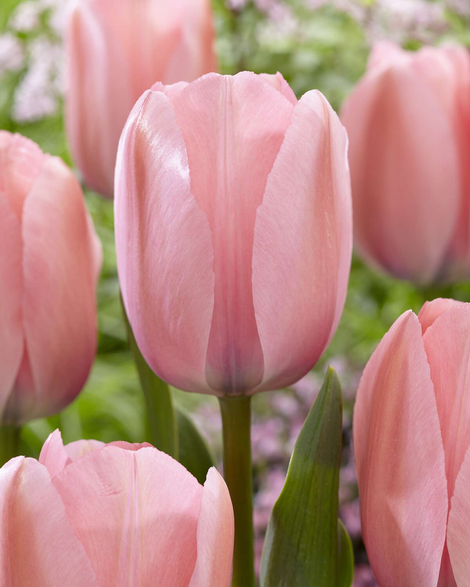 Tulipan 'Bella Blush'