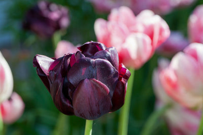 Tulipan 'Black Hero'