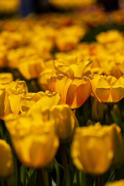 Tulipan 'Blushing Apeldoorn'