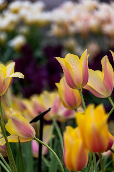 Tulipan 'Blushing Lady'