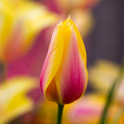 Tulipan 'Blushing Lady'