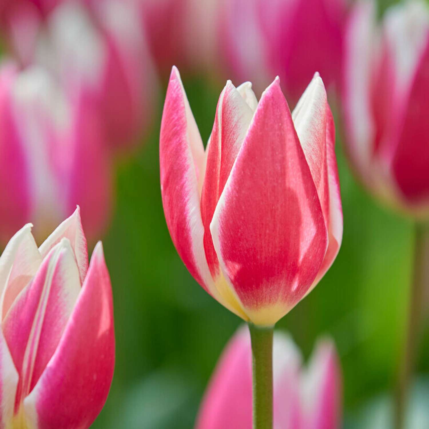 Tulipan 'Candy Apple Delight'