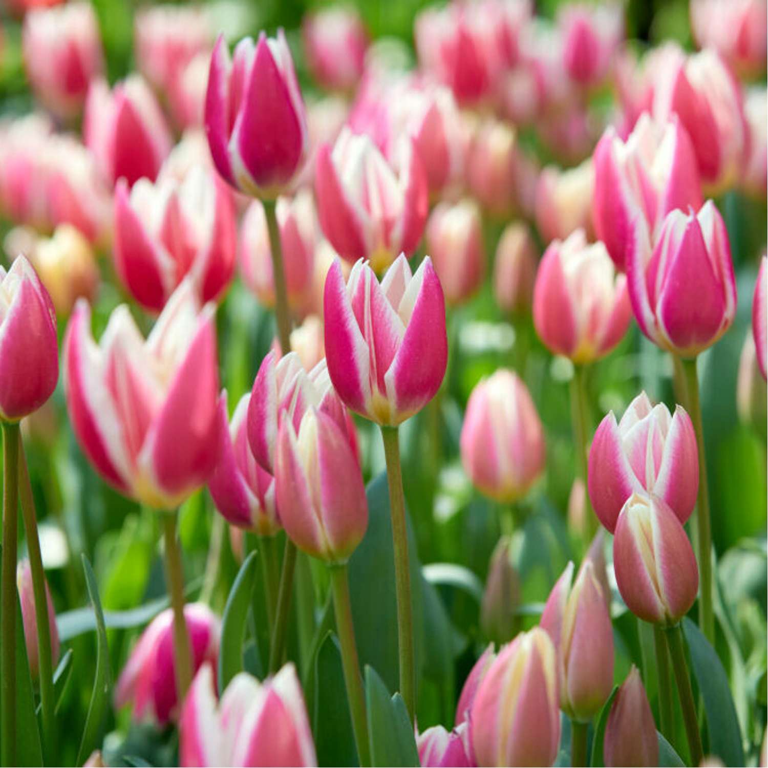 Tulipan 'Candy Apple Delight'