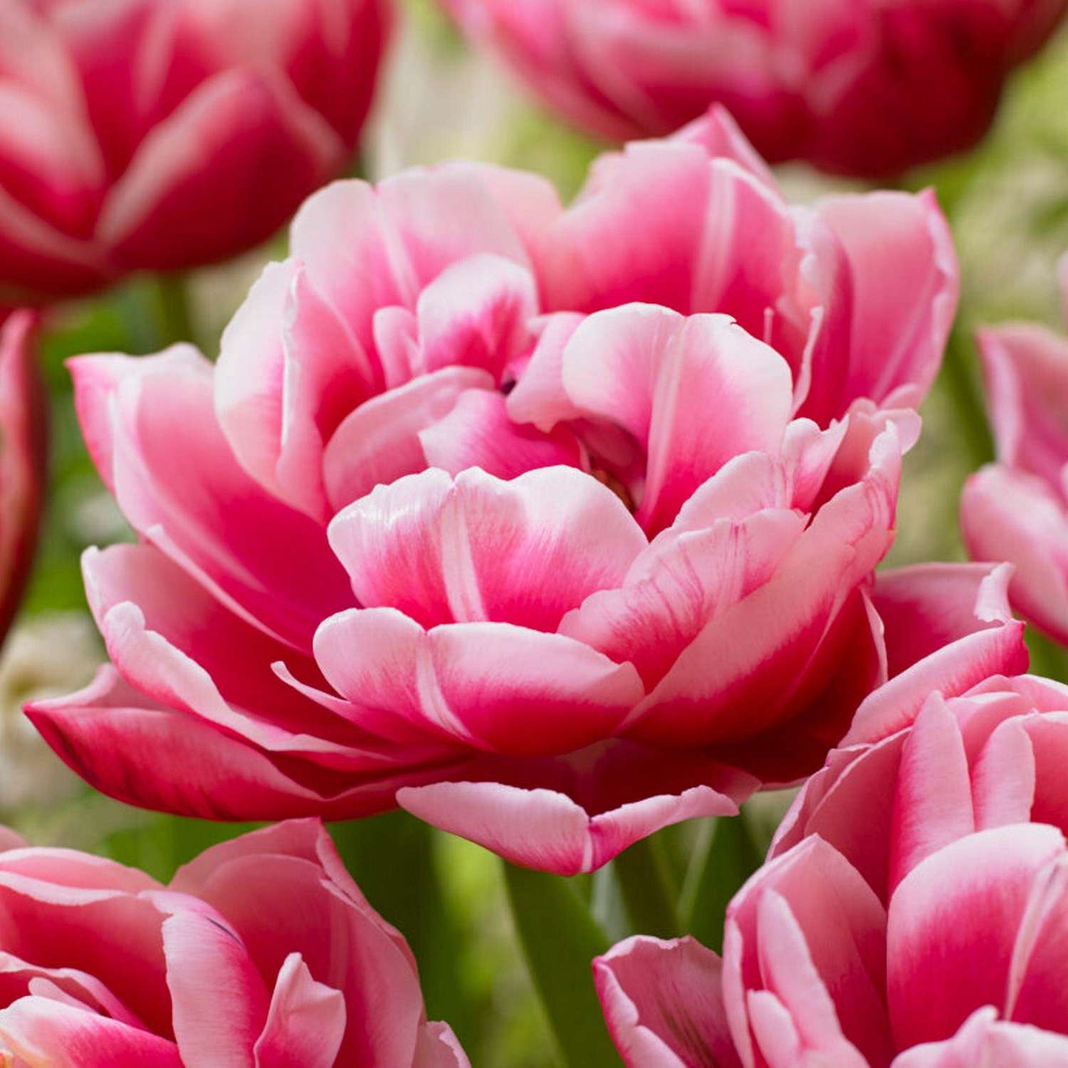 Tulipan 'Columbus'