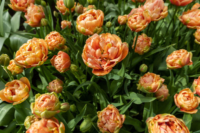 Tulipan 'Copper Image'