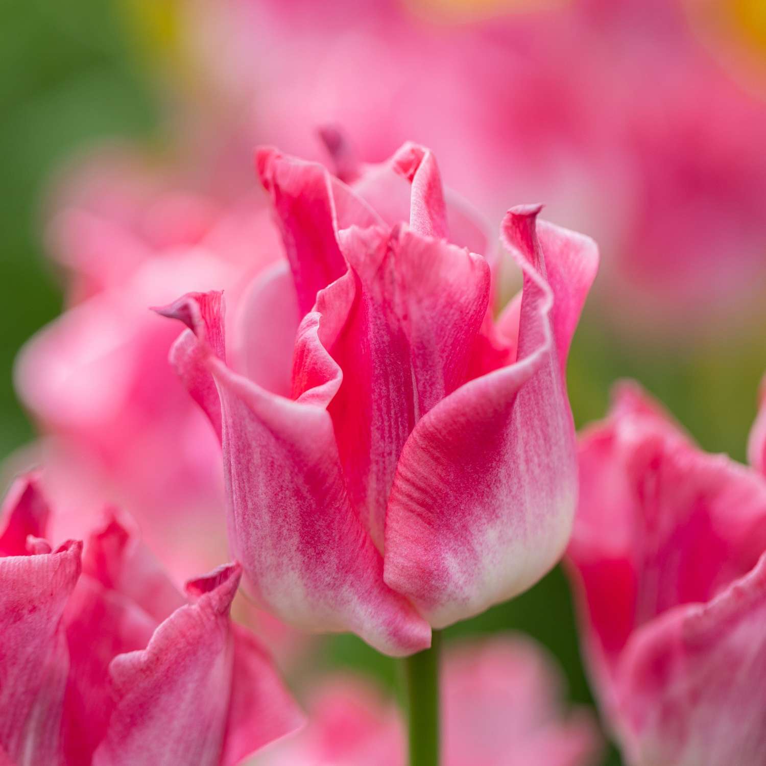 Tulipan 'Crown of Dynasty'