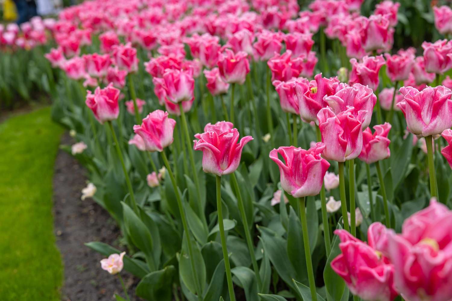 Tulipan 'Crown of Dynasty'