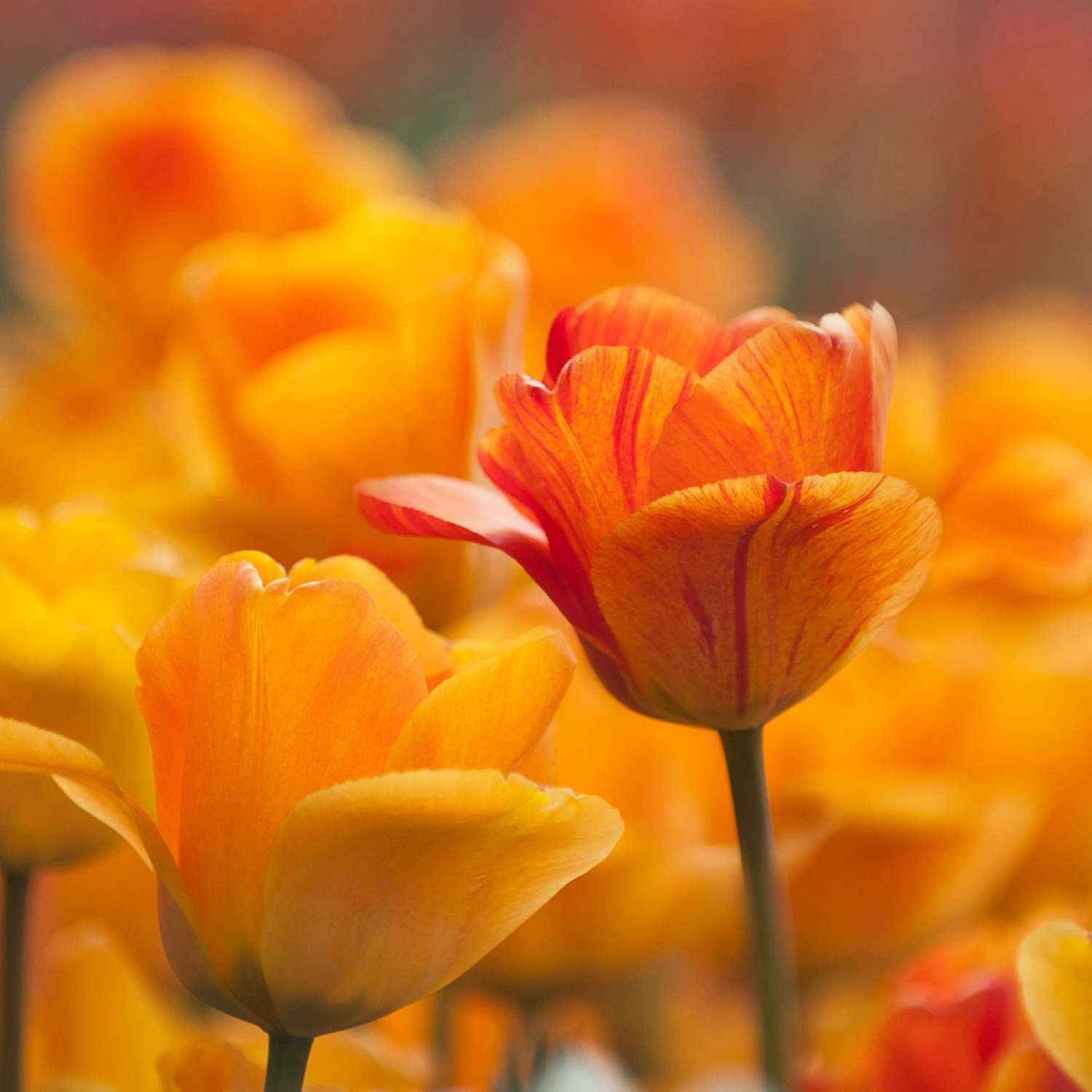 Tulipan 'Daydream'
