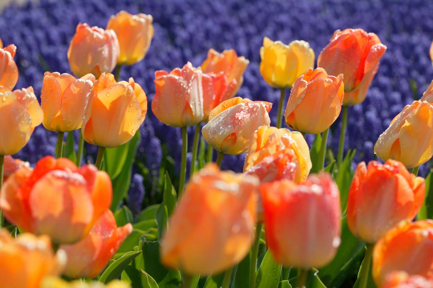 Tulipan 'Daydream'