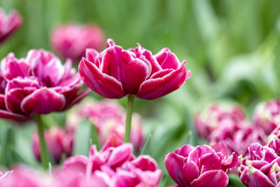 Tulipan 'Dream Touch'