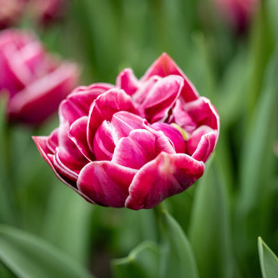 Tulipan 'Dream Touch'