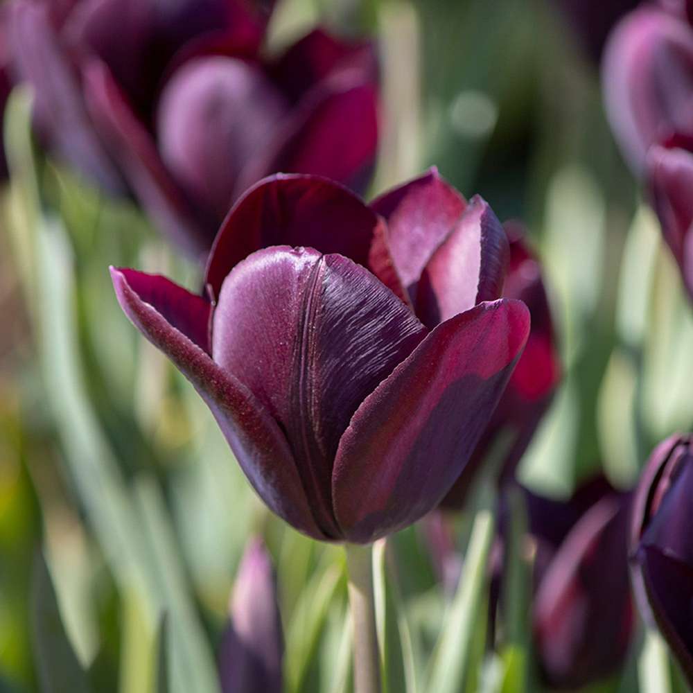 Tulipan 'Eduard Pelger'