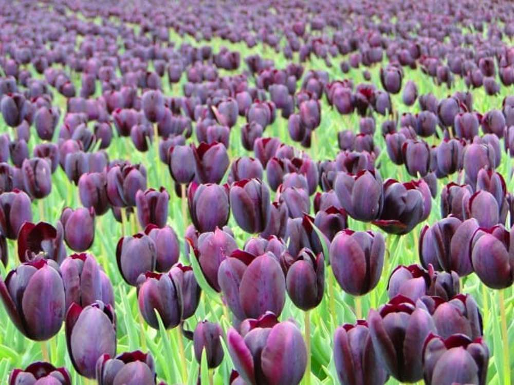 Tulipan 'Eduard Pelger'