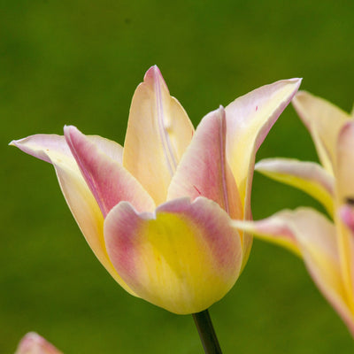 Tulipan 'Elegant Lady'