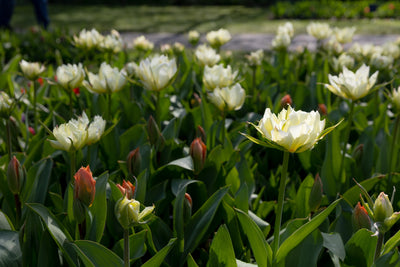 Tulipan 'Exotic Emperor'
