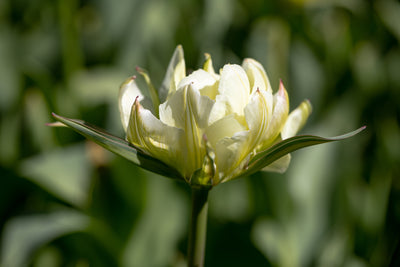 Tulipan 'Exotic Emperor'