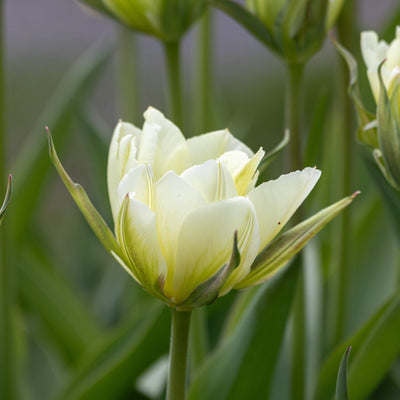 Tulipan 'Exotic Emperor'