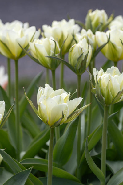 Tulipan 'Exotic Emperor'