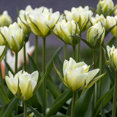 Tulipan 'Exotic Emperor'