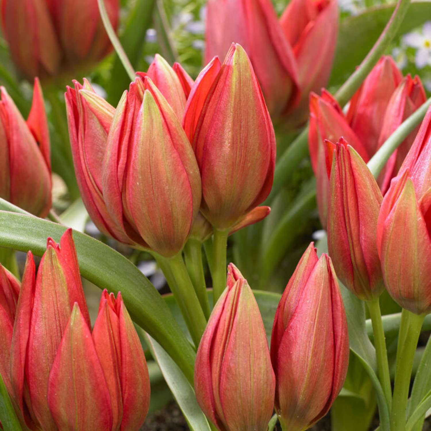 Tulipan 'Fenna'