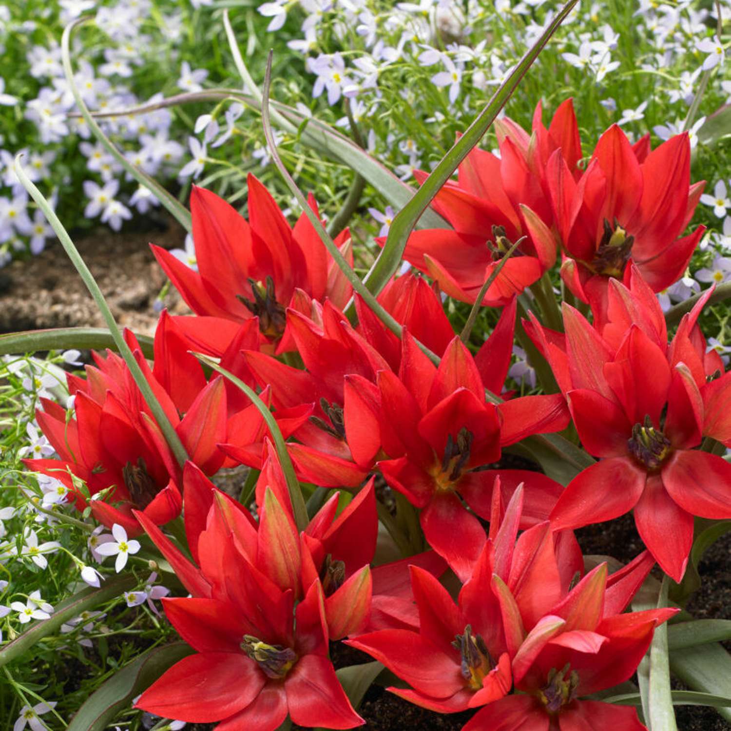 Tulipan 'Fenna'