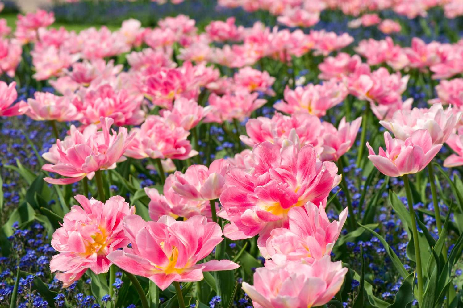 Tulipan 'Foxtrot' (Storkøb) - 80 løg