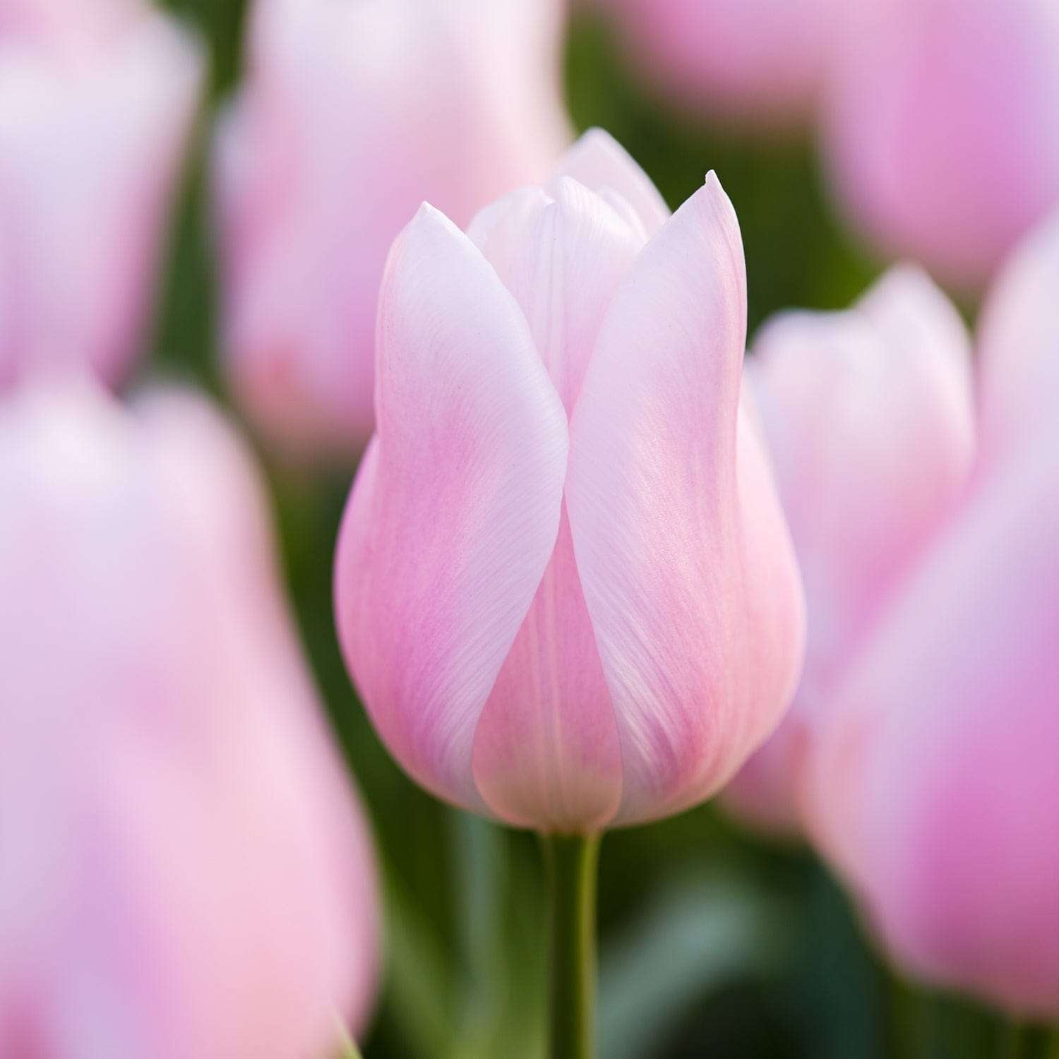 Tulipan 'Gabriella'