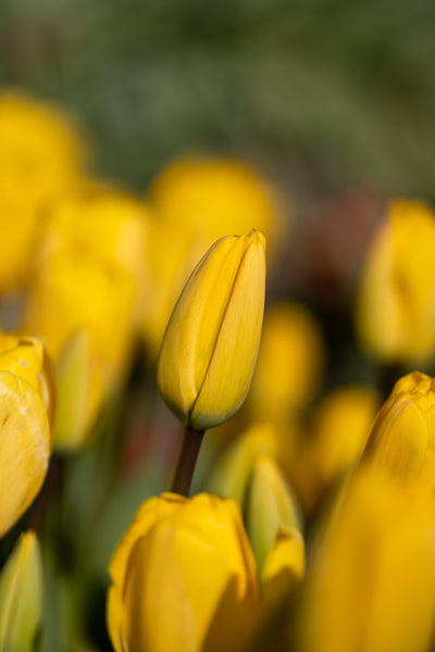 Tulipan 'Golden Apeldoorn'