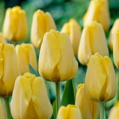 Tulipan 'Golden Apeldoorn'